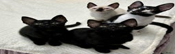 Mixed Breed cats for sale: ✨Cornish Rex Kittens Ready for New Homes Now✨ - Advert 15