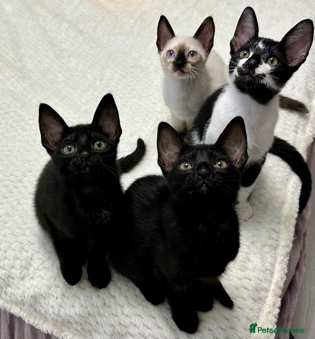 Mixed Breed cats for sale: ✨Cornish Rex Kittens Ready for New Homes Now✨ - Advert 15