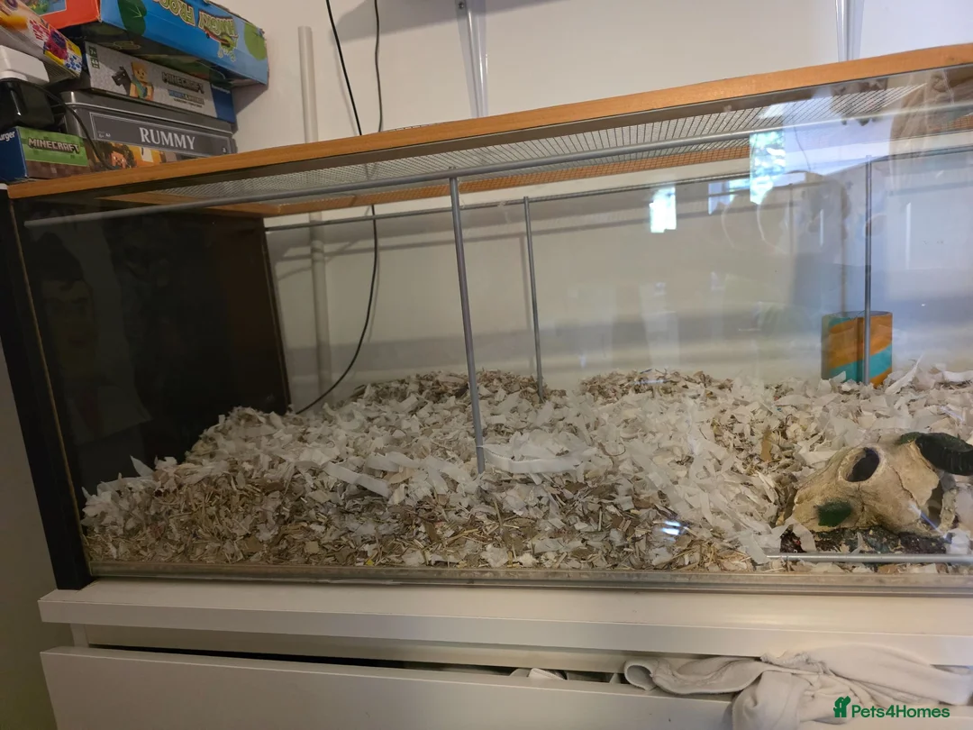 Gerbil rodents for sale: 3 female gerbils with setup in Bexhill-on-Sea - Advert 2