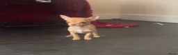 Chihuahua dogs for sale: Last chihuahua puppy REDUCED  - Advert 25