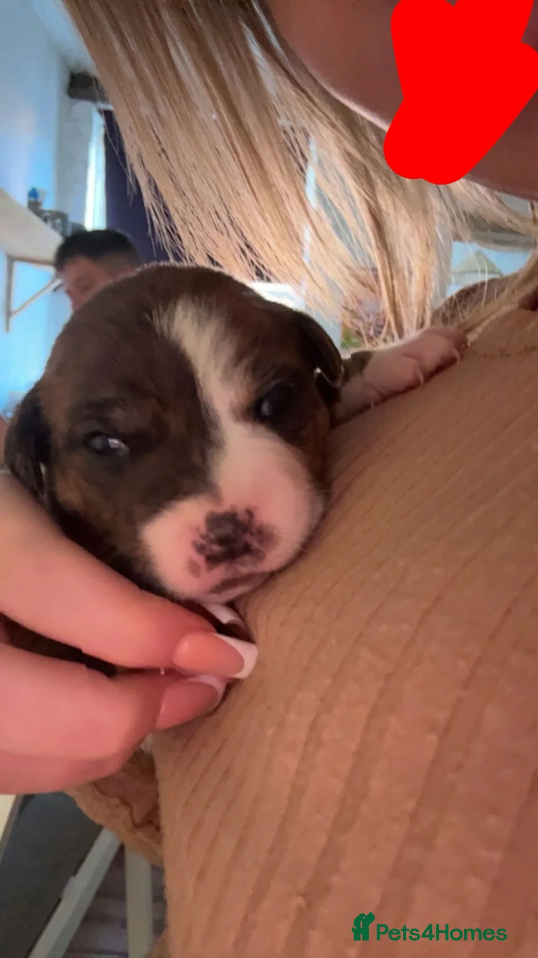 Mixed Breed dogs for sale: Beautiful American bully x staff pups.  - Advert 13