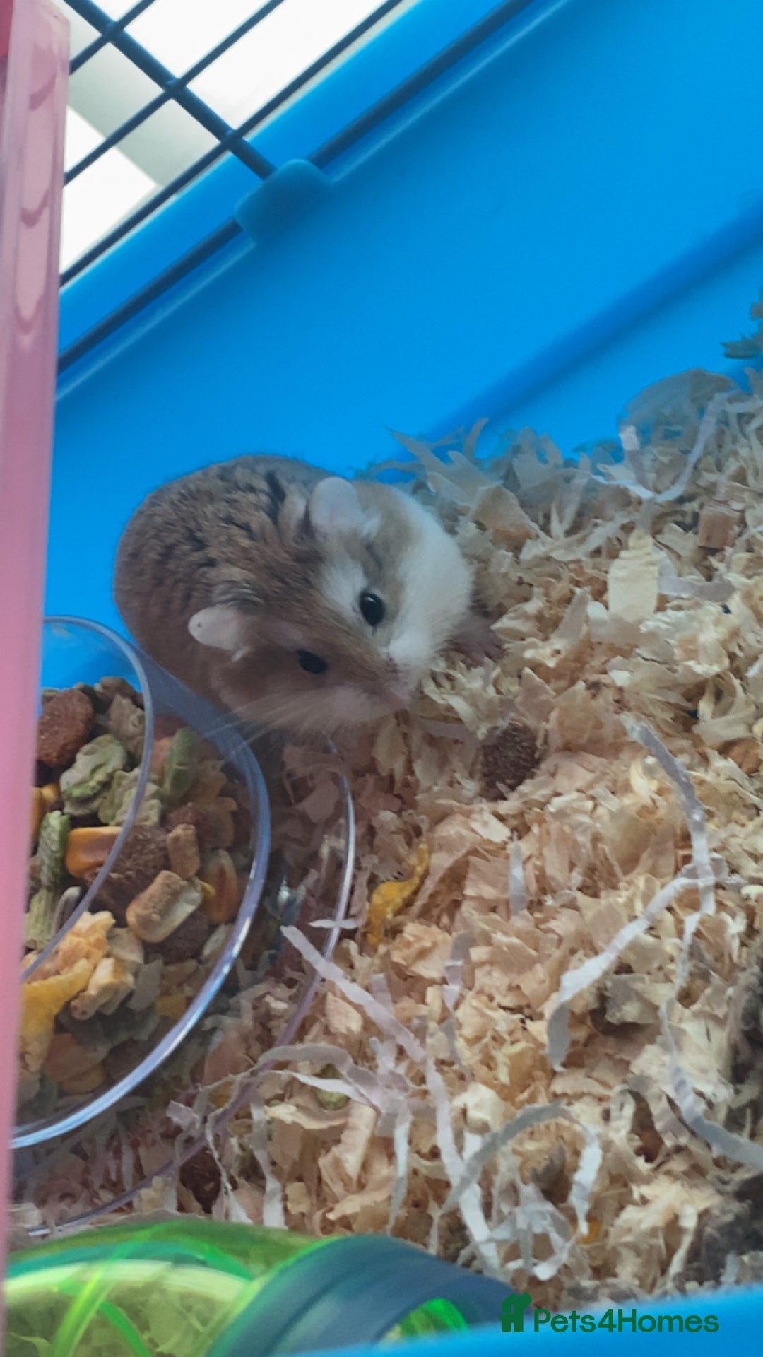 Hamster rodents for sale: Russian dwarf hamster  - Advert 4