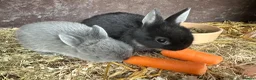 Netherland Dwarf rabbits for sale: Baby Netherland Dwarfs Rabbits  - Advert 4