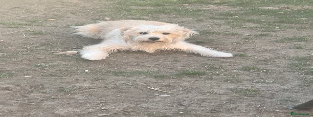 Bella