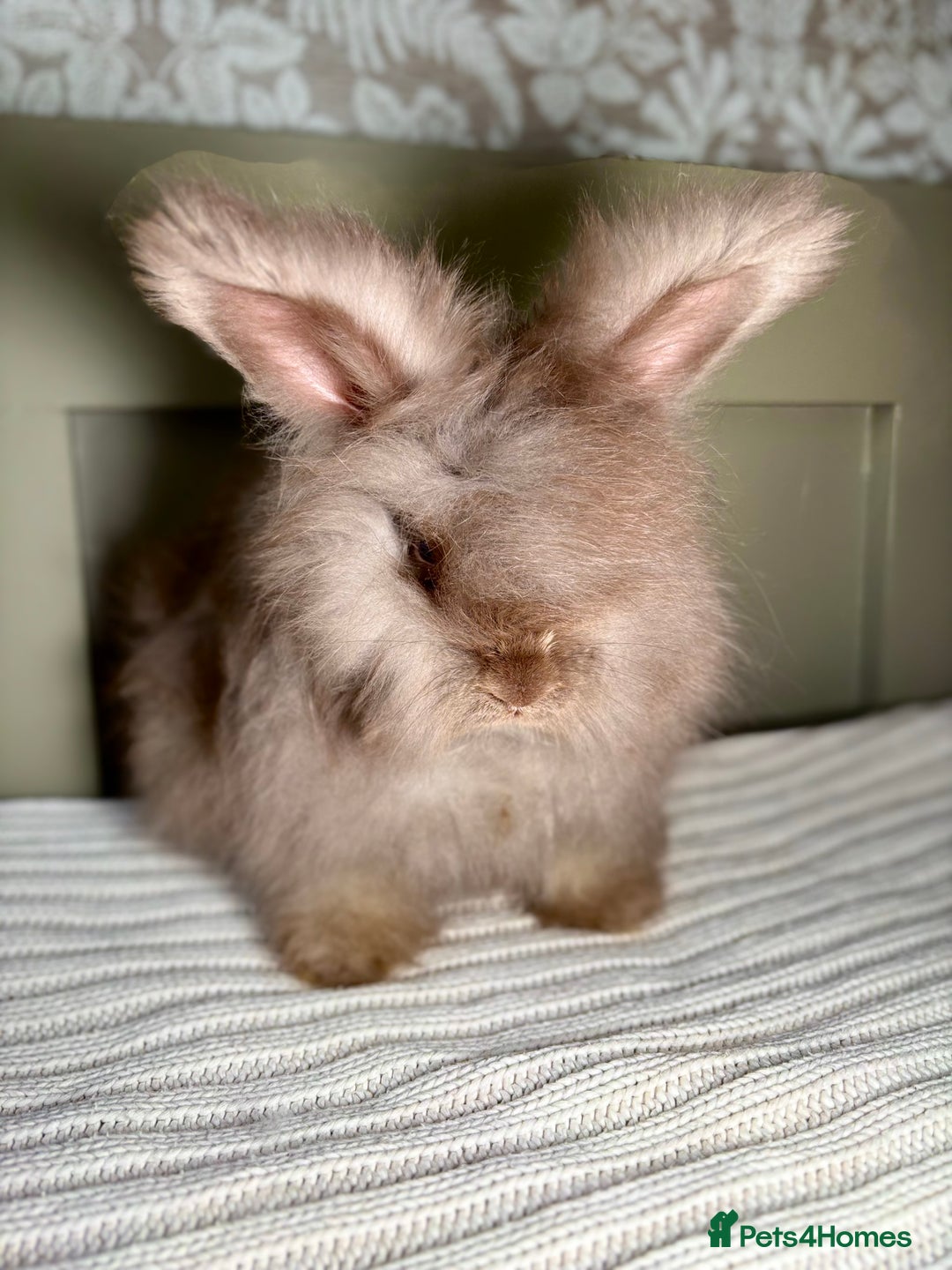 Angora rabbits for sale: Fully Vaccinated PedigreeAngora Ready next weekend - Advert 6