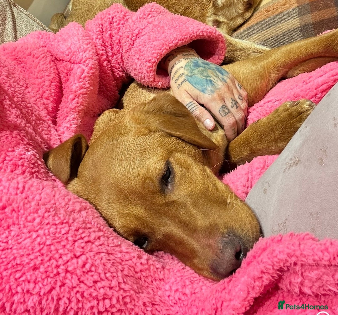 Labrador Retriever dogs for sale: Beautiful fox red lab 18 months old - Advert 4