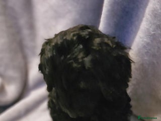 Labradoodle dogs ✨⭐ Mini Labradoodles – READY NOW! 2 Girls Left ⭐✨ - Advert 3