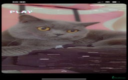 British Shorthair cats for sale: Beautiful Blue British Shorthair Kittens - Image 26