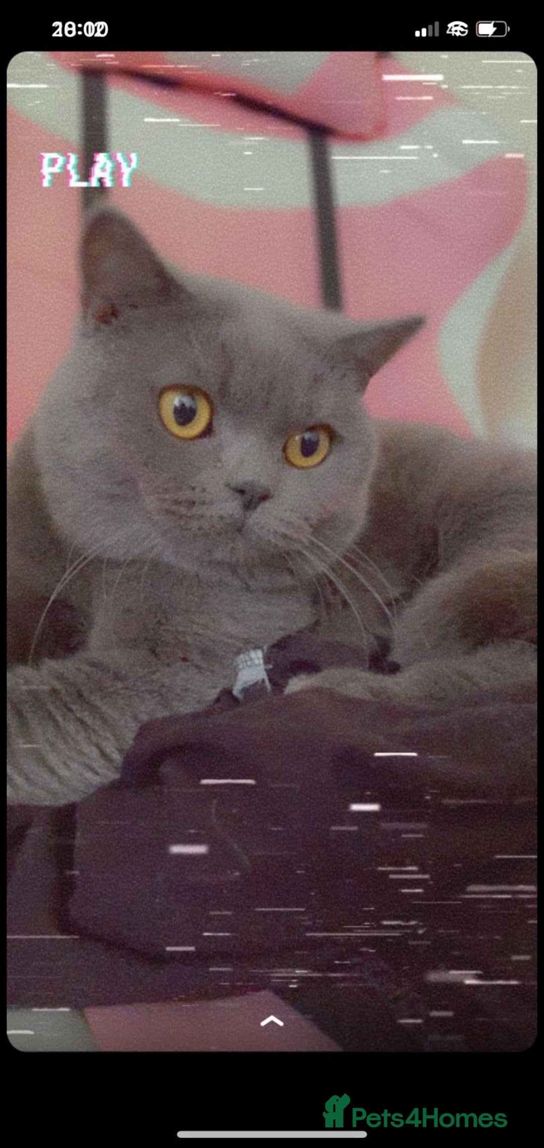 British Shorthair cats for sale: Beautiful Blue British Shorthair Kittens - Image 26