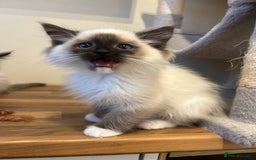 Ragdoll cats for sale: Ragdoll kittens one boy left seal mitted. - Advert 8