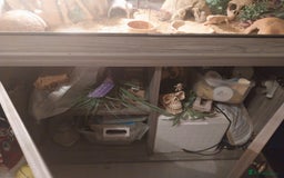 Leopard Gecko reptiles for sale: 3 leopard gecko with tank and table - Advert 3