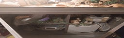 Leopard Gecko reptiles for sale: 3 leopard gecko full setup - Advert 3