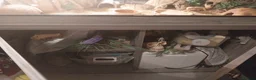 Leopard Gecko reptiles for sale: 3 leopard gecko full setup - Advert 3