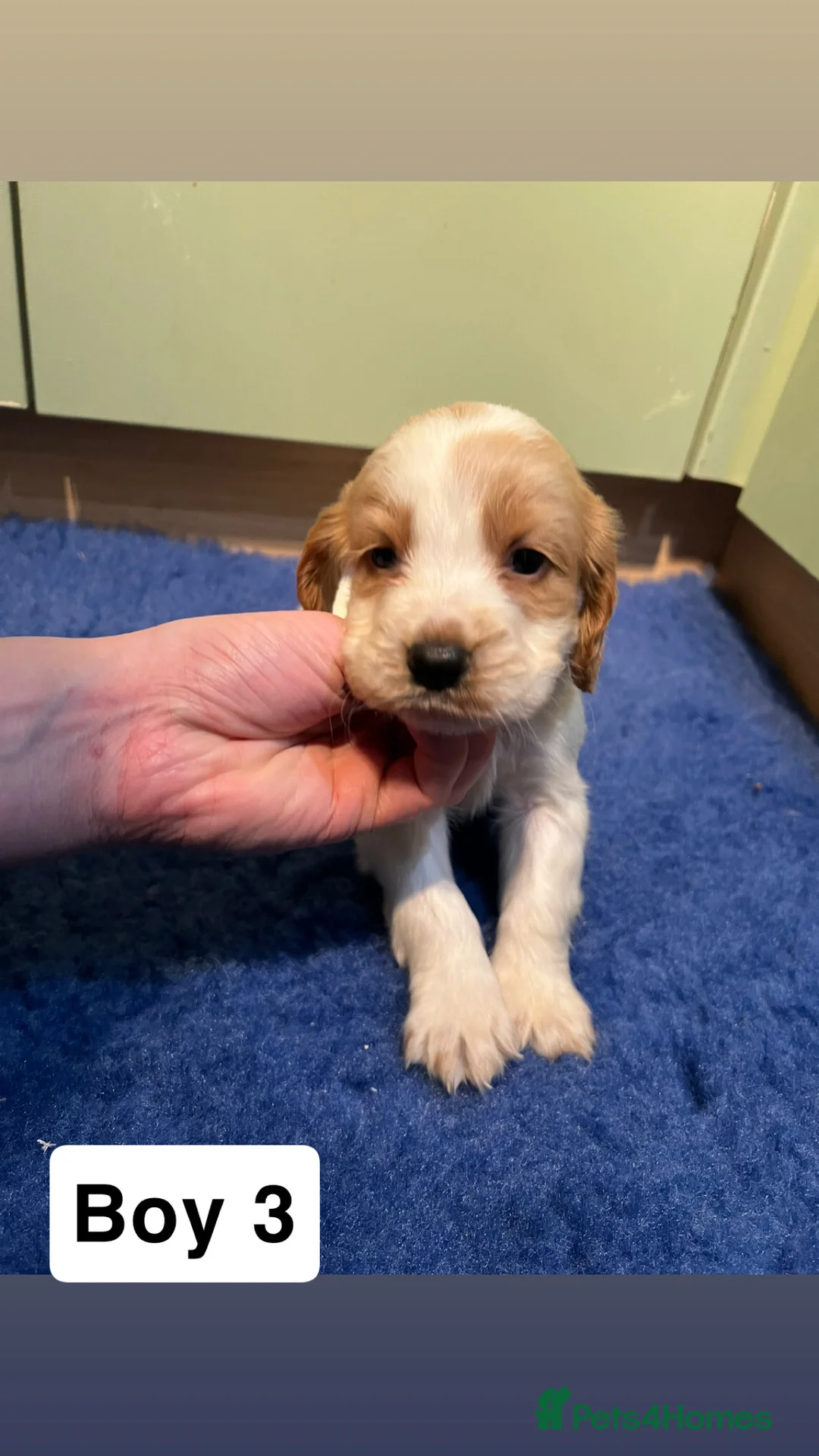 Cocker Spaniel dogs for sale: Kc Reg,health clear, working type cocker spaniel - Advert 14