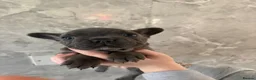 French Bulldog dogs for sale: French bulldog puppy’s  - Advert 2