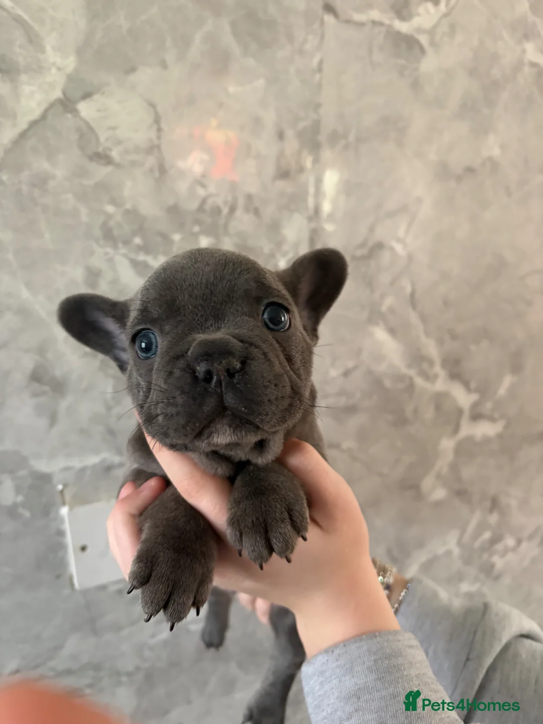 French Bulldog dogs for sale: French bulldog puppy’s  - Advert 2