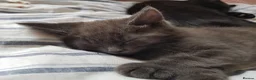 Mixed Breed cats for sale: Adorable Short-Hair /Mix - Advert 2