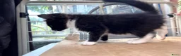Korat cats for sale: Kittens for Sale – Price Negotiable 🐾 - Advert 22