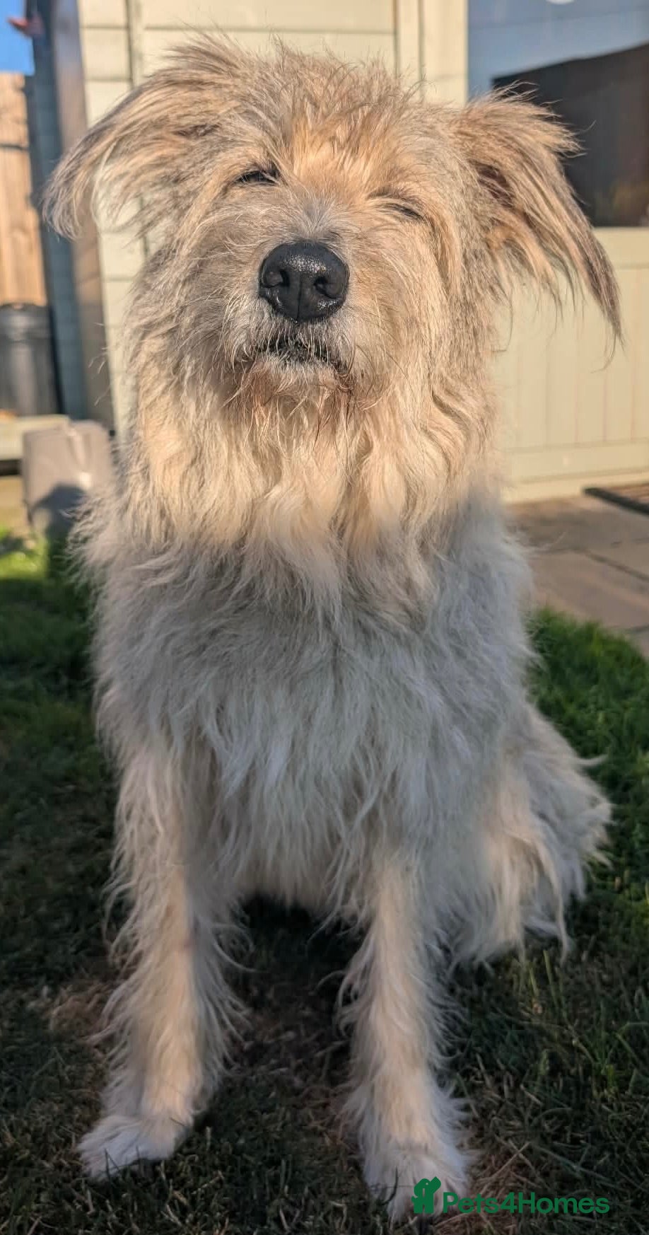 Mixed Breed dogs Bindi needs a loving home  - Advert 2