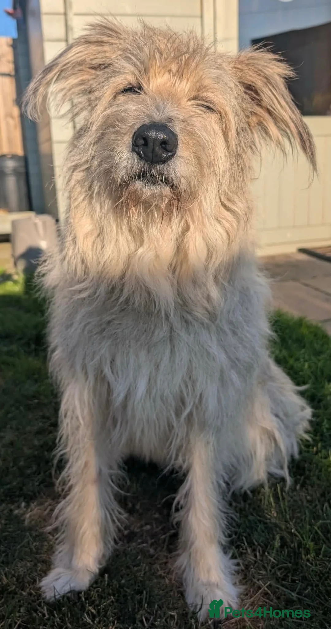 Mixed Breed dogs for adoption: Bindi needs a loving home  in Aberdeen - Advert 1