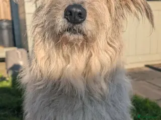 Mixed Breed dogs Bindi needs a loving home - Advert 1