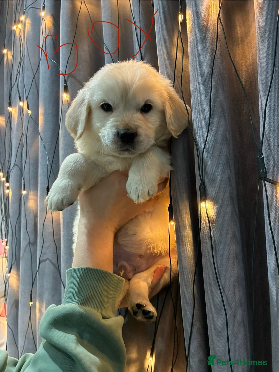 Golden Retriever dogs for sale: Golden Retriever puppies - Advert 2