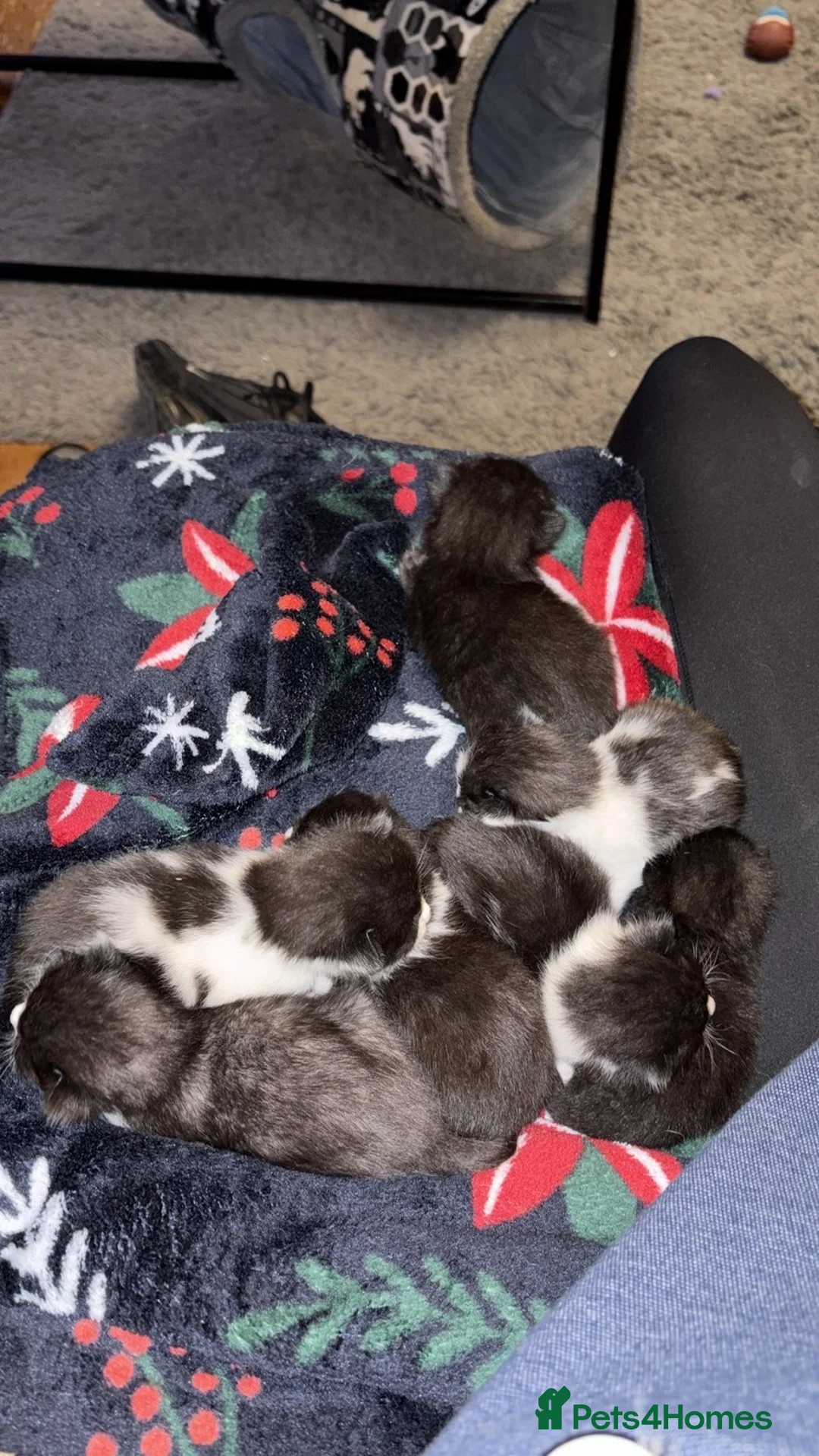 British Shorthair cats for sale: Beautiful tuxedo kittens  - Advert 2