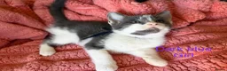 Mixed Breed cats for sale: 9 beautiful kitten  - Advert 5
