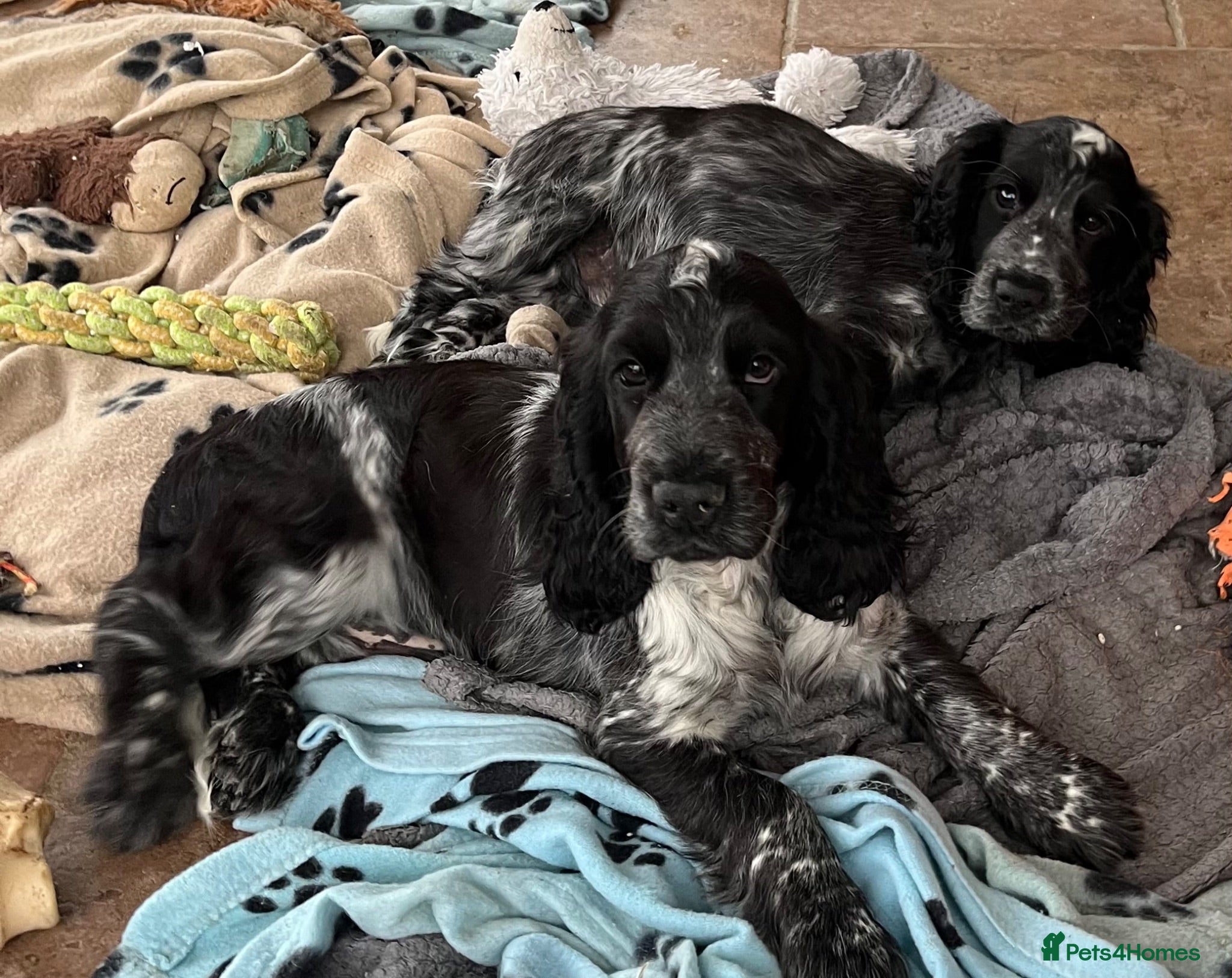 Cocker Spaniel dogs Show type cocker spaniel puppies  - Advert 5