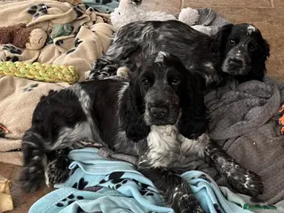 Cocker Spaniel dogs Show type cocker spaniel puppies - Advert 3