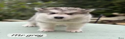 Alaskan Malamute dogs for sale: READY NOW Champion line KC Alaskan Malamute Pups  - Advert 19
