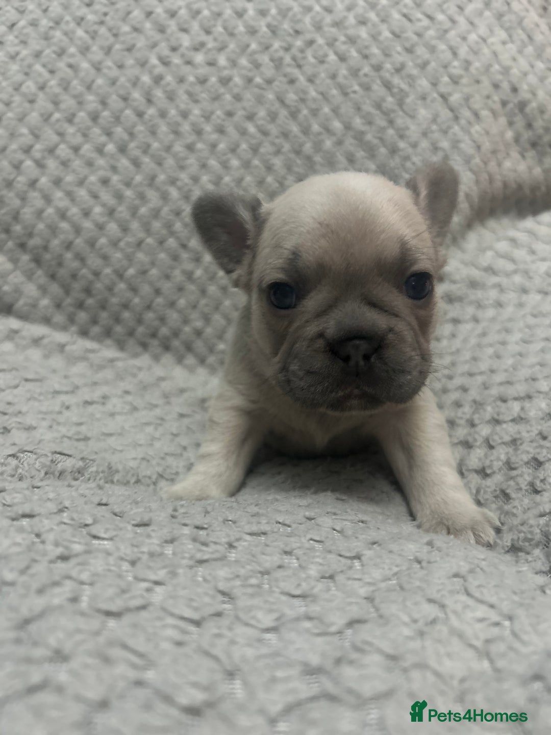 French Bulldog dogs for sale: French bulldogs pedigree - Advert 19