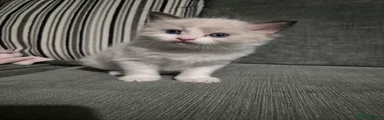 Ragdoll Female