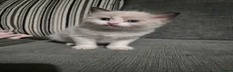 Ragdoll cats for sale: Two Ragdoll kittens - Advert 2