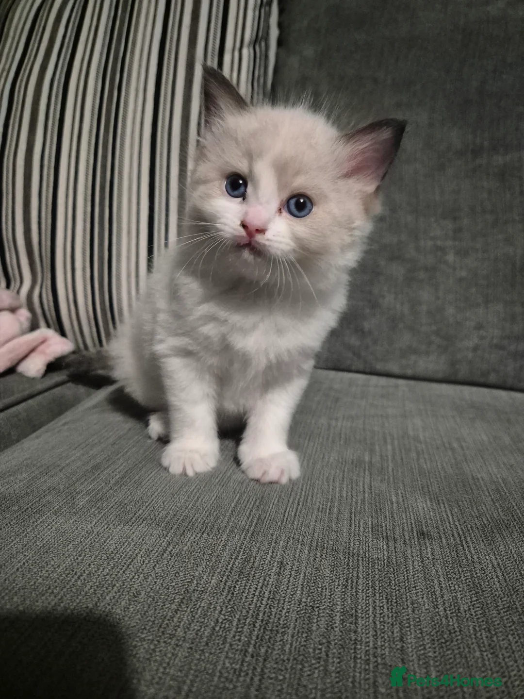 Ragdoll cats for sale: Two Ragdoll kittens - Advert 2