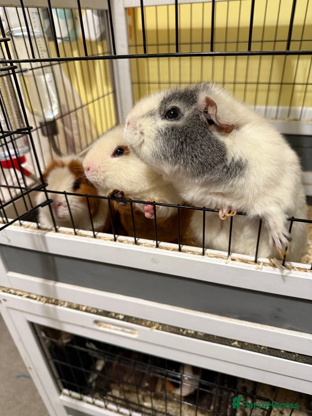 Guinea Pig rodents for sale: Four female guinea pigs and hutch for sale - Image 5