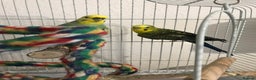 Budgerigars birds for sale: Pair of budgies with cage - Advert 2