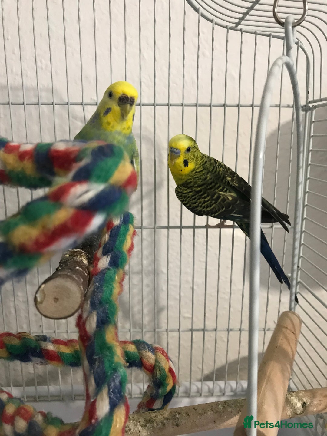 Budgerigars birds for sale: Pair of budgies with cage - Advert 2