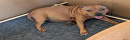 Staffordshire Bull Terrier dogs for sale: KC Red Staffords  - Advert 10