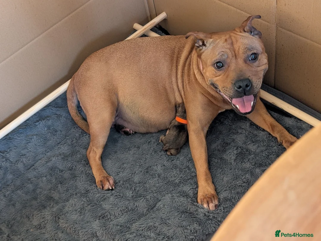 Staffordshire Bull Terrier dogs for sale: KC Red Staffords  - Advert 25