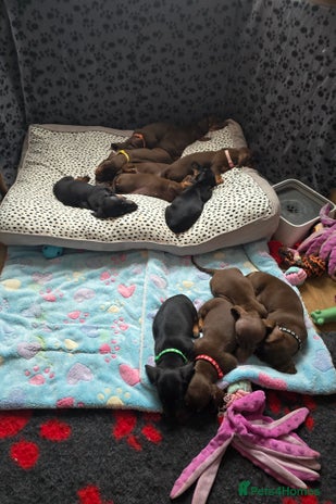 Miniature Dachshund dogs - Advert 10