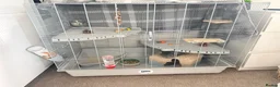 Chinchilla rodents for sale: Chinchilla  in Sheffield - Advert 5