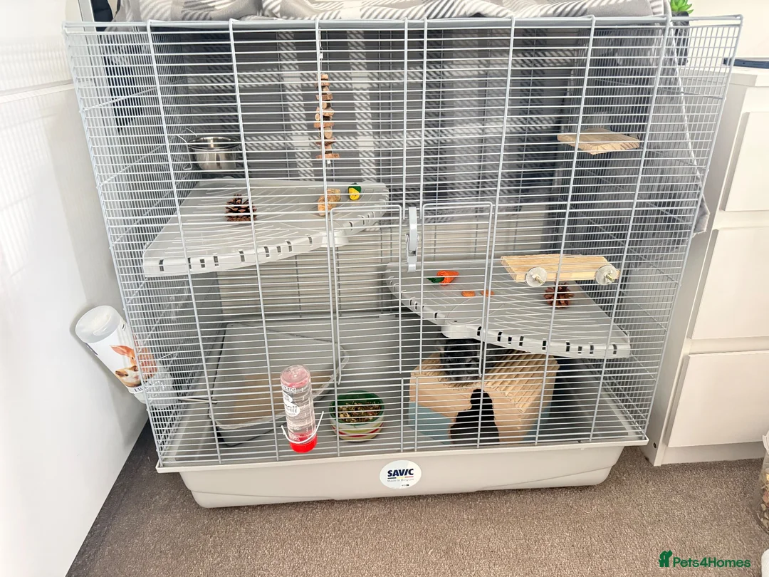 Chinchilla rodents for sale: Chinchilla  in Sheffield - Advert 5