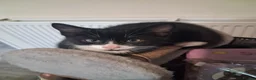 Mixed Breed cats for sale: Beautiful.cuddly and playful mixed kittens  - Advert 7