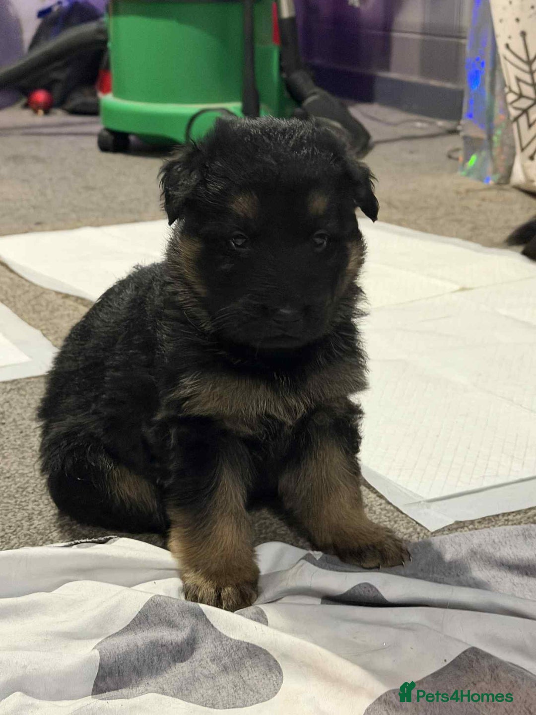 German Shepherd dogs for sale: German shepherd puppies  - Advert 9