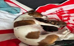 Jackapoo dogs for sale: Gorgeous Jackapoo Puppies Ready 17th November - Image 2