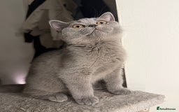 British Shorthair cats for sale: Beautiful British Shorthair 12 weeks - Image 3