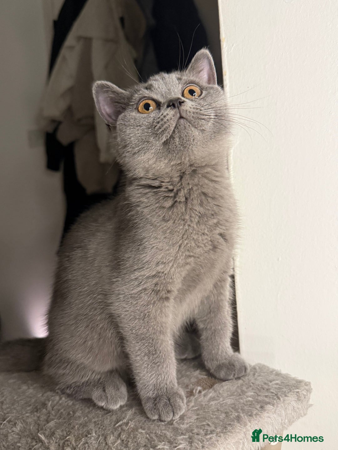 British Shorthair cats for sale: Beautiful British Shorthair 12 weeks - Image 3