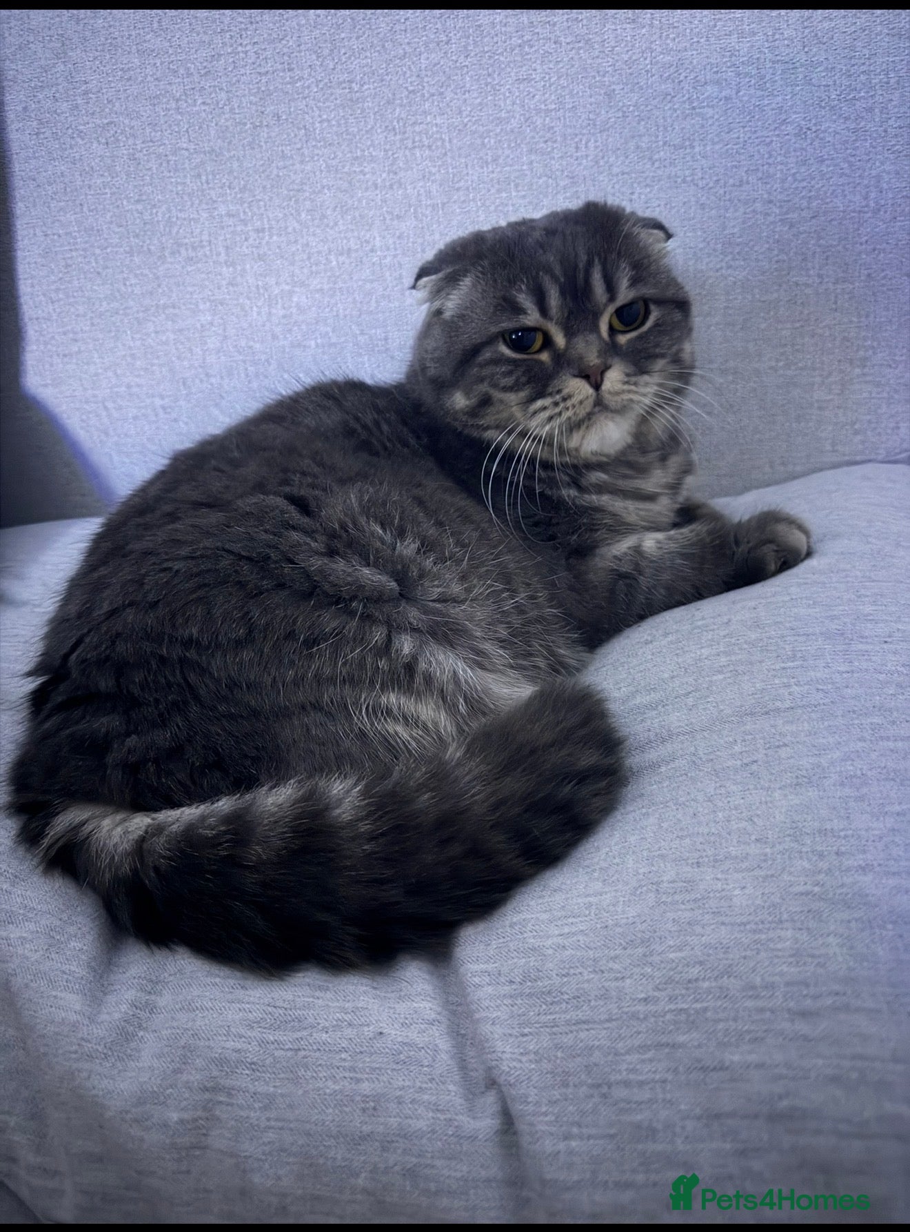 Scottish Fold cats 6 year old Scottish fold female - Advert 5