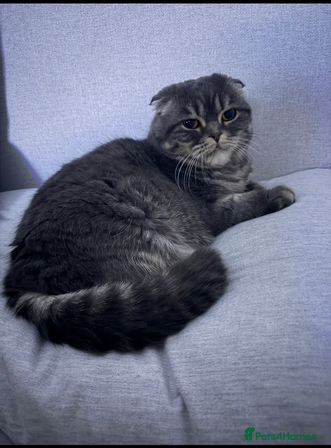 Scottish Fold cats for sale: 6 year old Scottish fold female - Advert 1